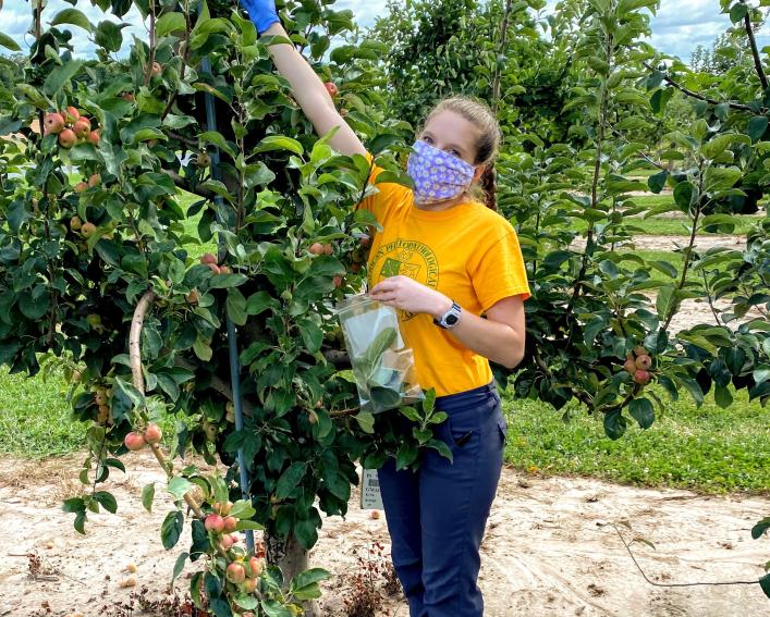 Woman in mask reaches to top of grapevine