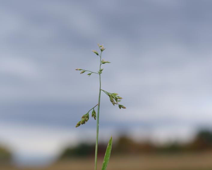 annualbluegrass pannicle