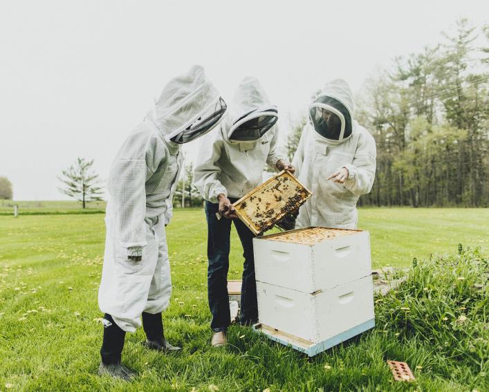 People in beekeeping gear inspect frames from a hive.