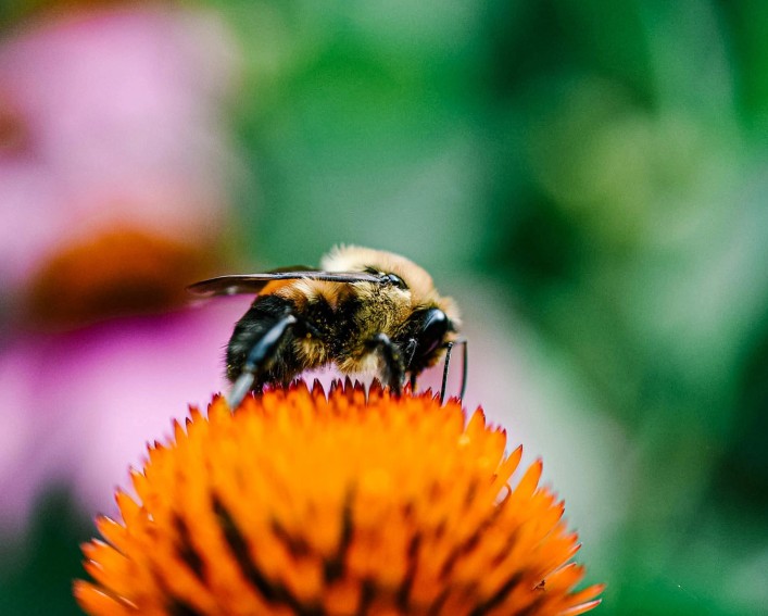 a bumblebee pollinates an orange flower