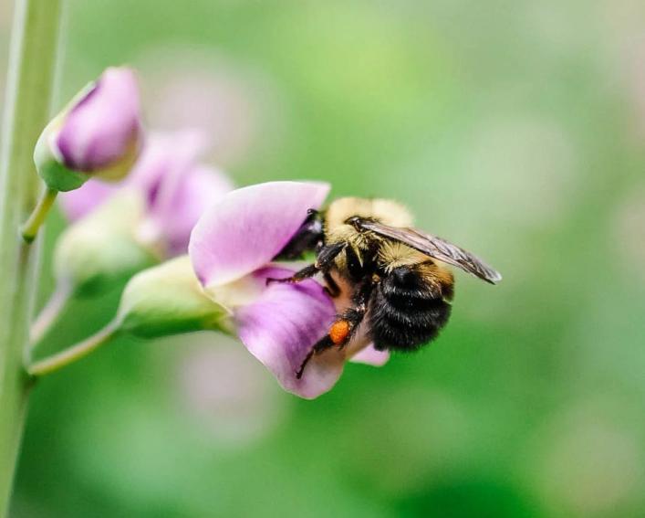 A bee pollinates a flower.