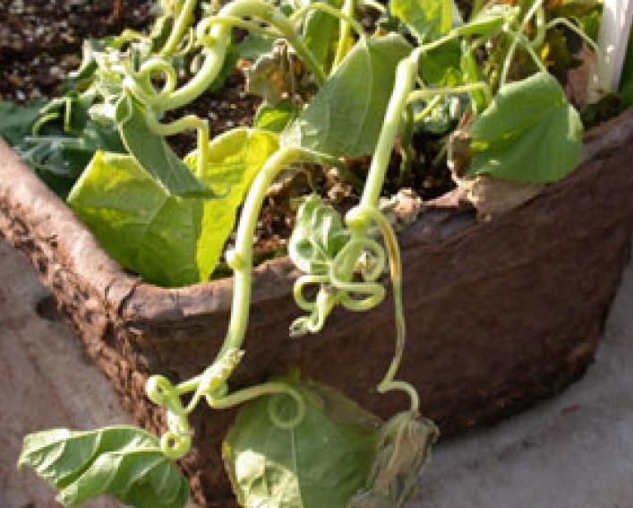 2,4-DB (POST) on velvetleaf