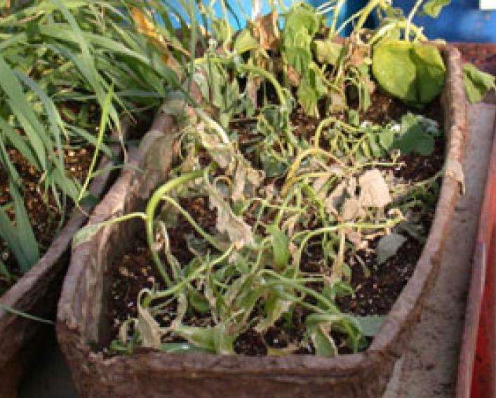 2,4-DB (POST) on broadleaf weeds velvetleaf, redroot pigweed, common lambsquarters, and wild mustard