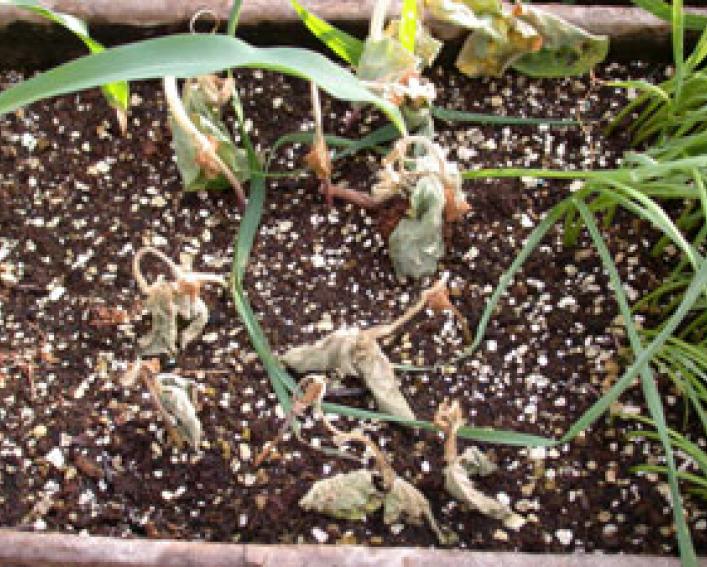 2,4-DB (POST) on soybean