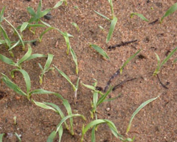 alachlor (PRE) on grasses