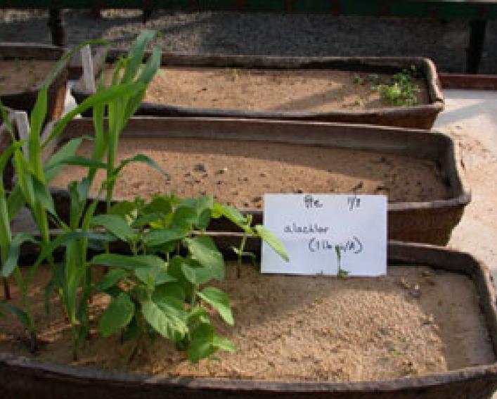 Alachlor on broadleaf and grass crops and weeds