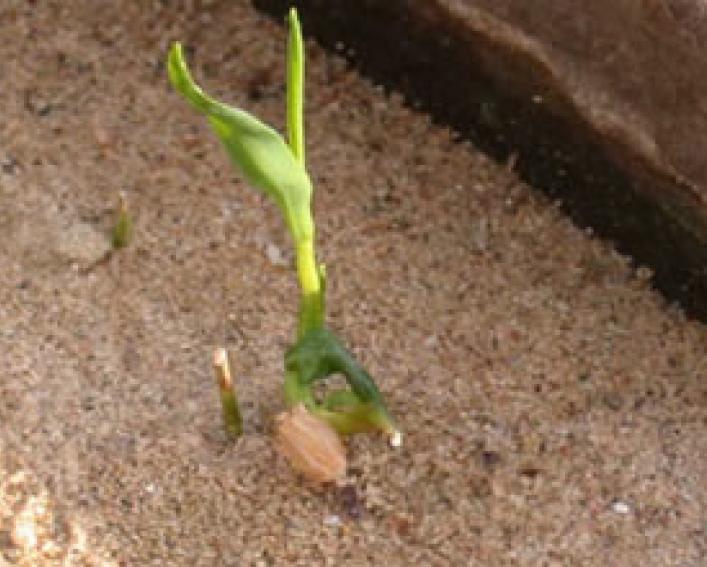 alachlor on winter wheat