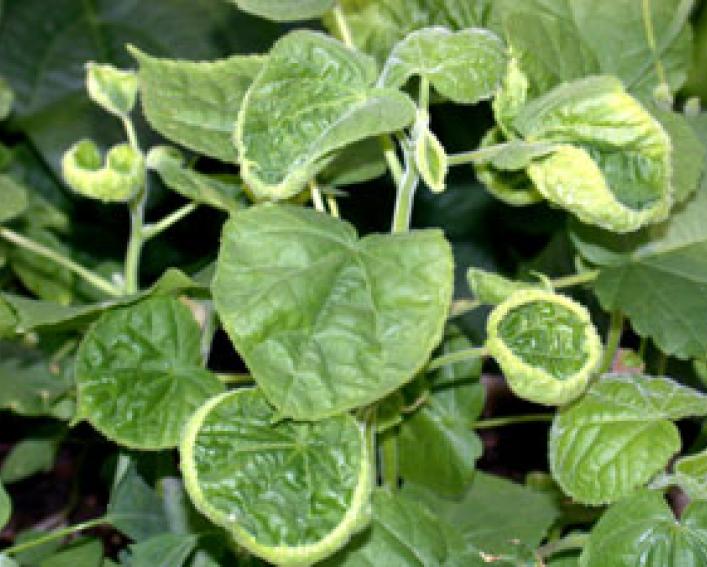 Dicamba on velvetleaf