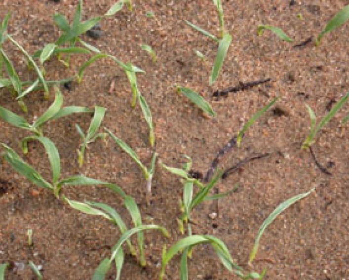 EPTC (PPI) on grasses