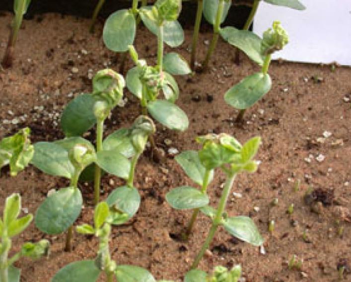 EPTC (PPI) on soybean