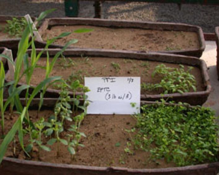 EPTC (PPI) on broadleaf and grass crops and weeds