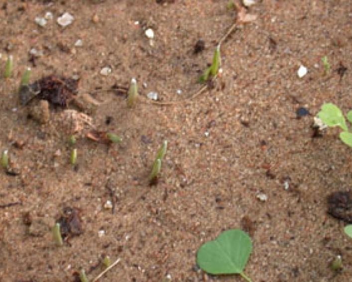 EPTC (PPI) on winter wheat