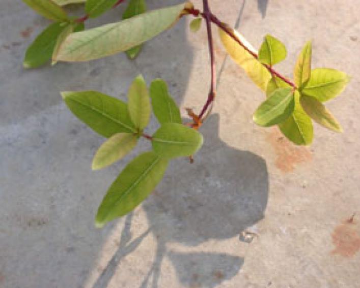 glyphosate (POST) on hemp dogbane