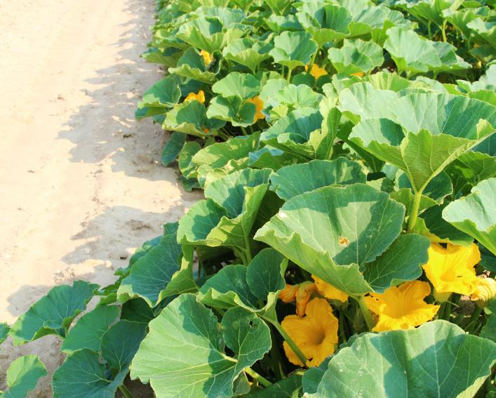 Yellow squash blossoms grow amongst a field of squash plants.