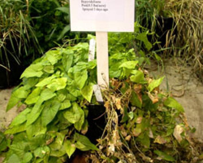 Paraquat (POST) on hedge bindweed