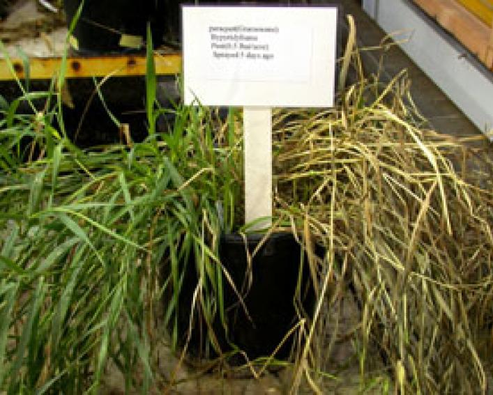 Paraquat (POST) on quackgrass