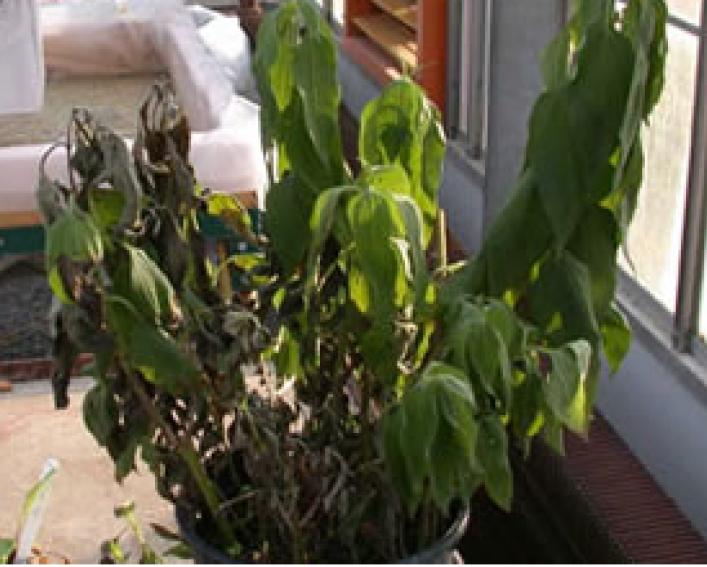 Paraquat (POST) on Jerusalem artichoke