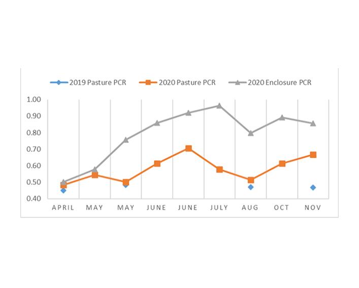 Line graph of PCR comparison from 2019 and 2020
