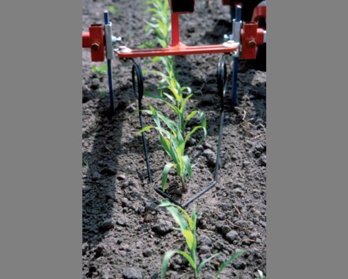 torsion weeders in corn