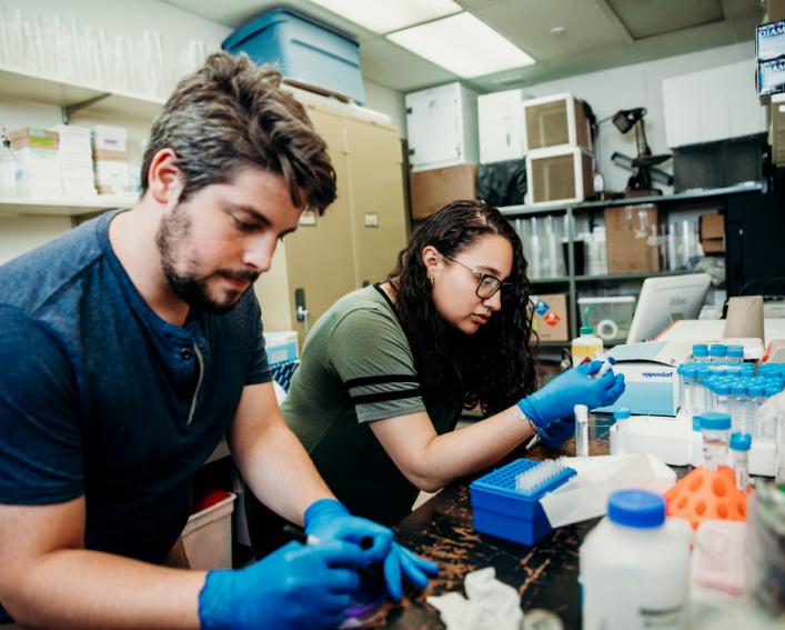Two students working in an entomology lab inoculating fruit.