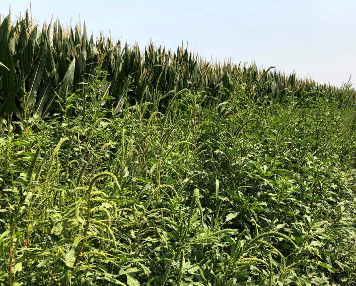 palmer amaranth competing with corn