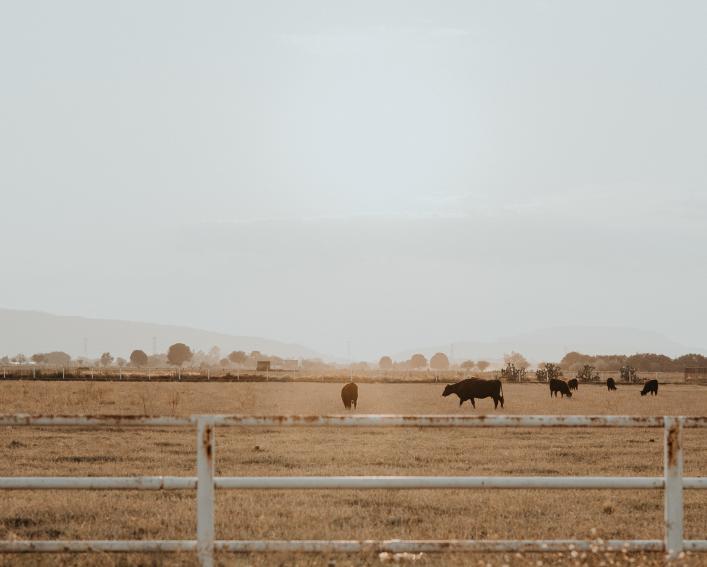 cattle grazing in field
