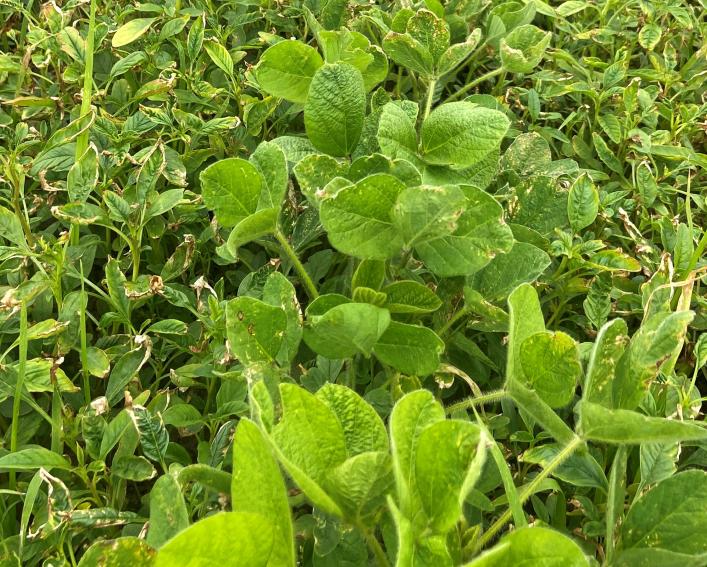 Glyphosate-resistant waterhemp