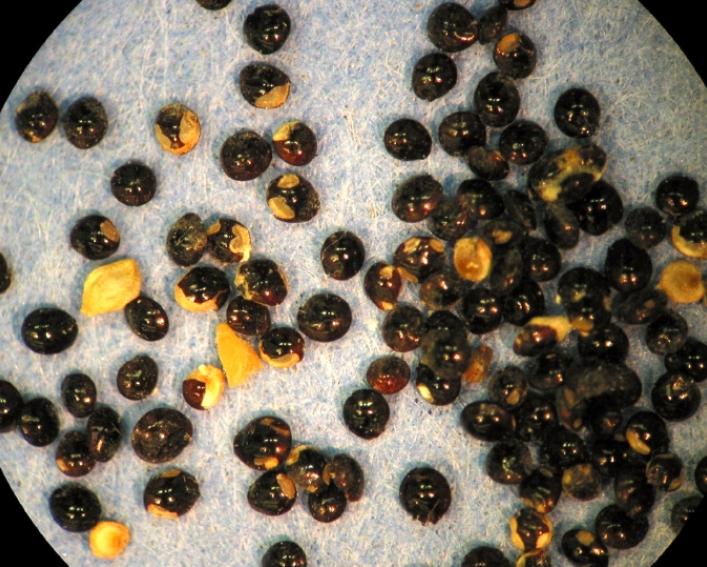 waterhemp seeds