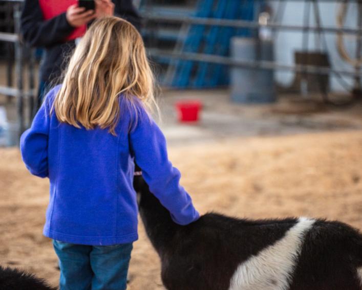 child leads goat