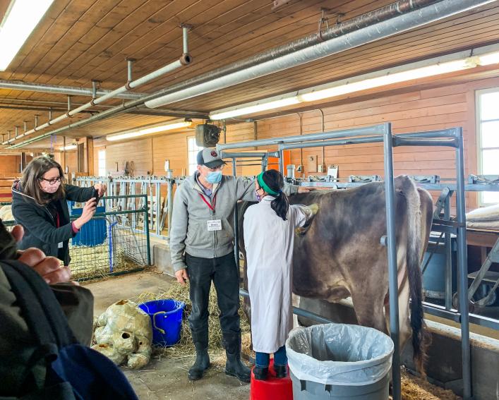 child puts hand in fistulated cow
