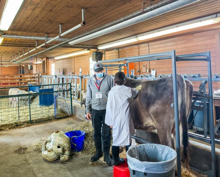 child puts hand in fistulated cow