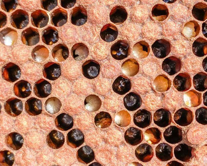 uncapped honey bee larvae with EFB look chewed down and melted