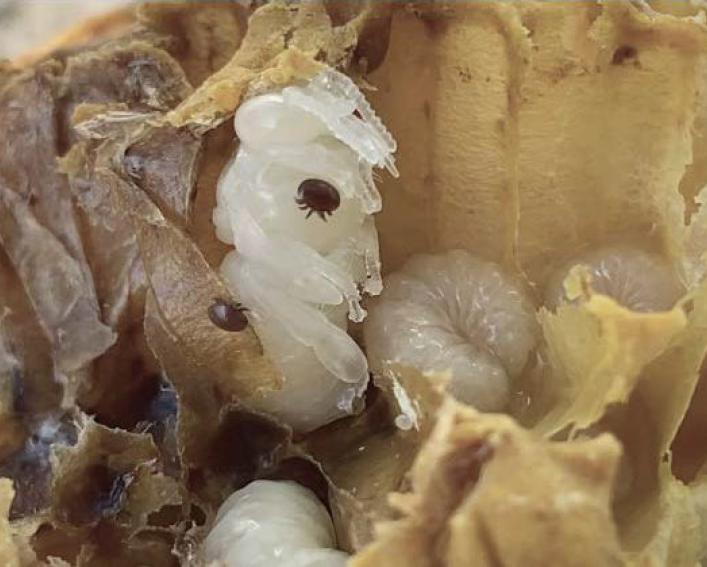 Uncapped honey bee cells reveal small disc-shaped varroa mites