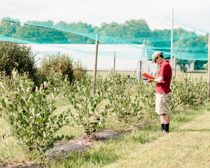 A researcher holding a clipboard examines bushes of juneberries.