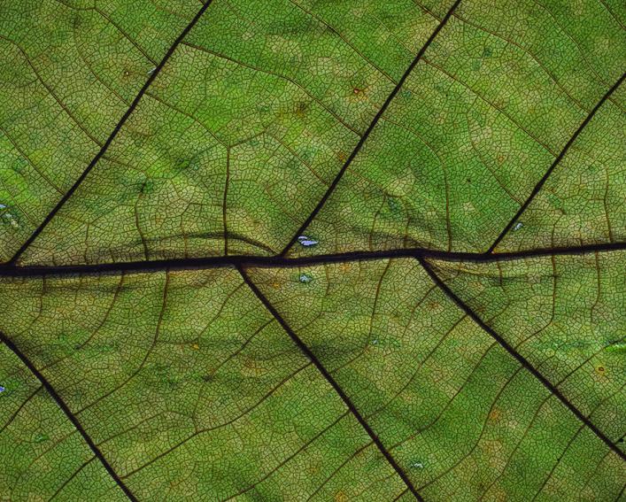 close up view of a leaf. Photo by Markus Spiske on Unsplash.