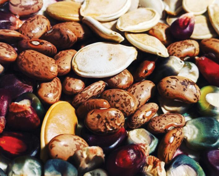 Close up photo of seeds including pumpkin seeds bean seeds and squash seeds.