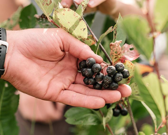 Hand holding ripe aronia berries still on the shrub