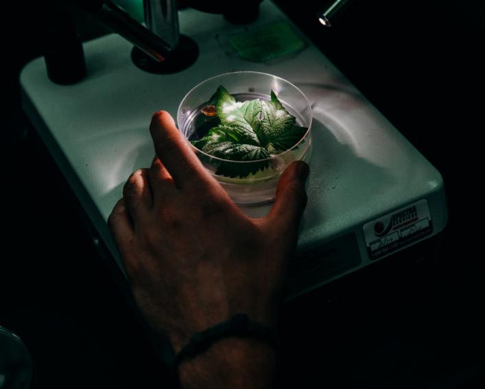Hop leaf infected with powdery mildew being inspected in a lab. 