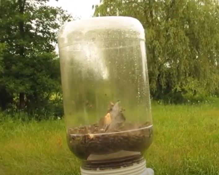 A clear container with many flies gathered at the bottom