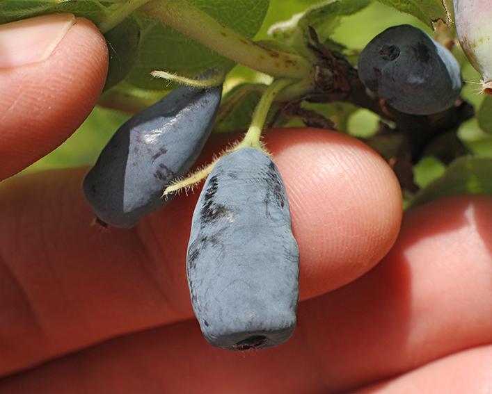 A hand holding honeyberries on a shrub