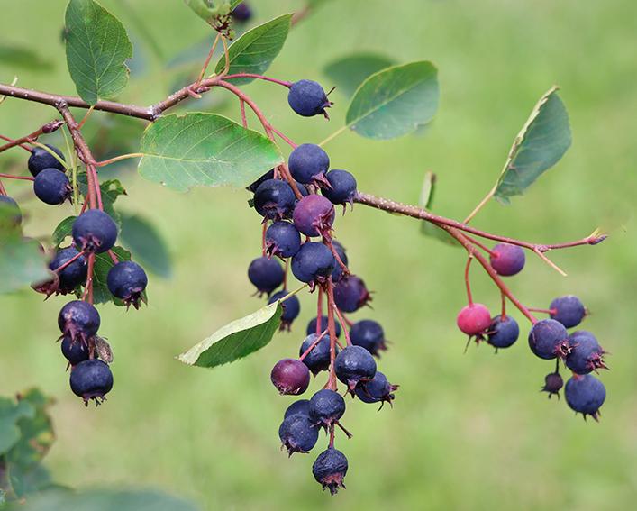 Juenberries ripening on the shrub