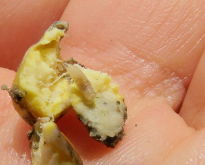 maggot on a corn seed