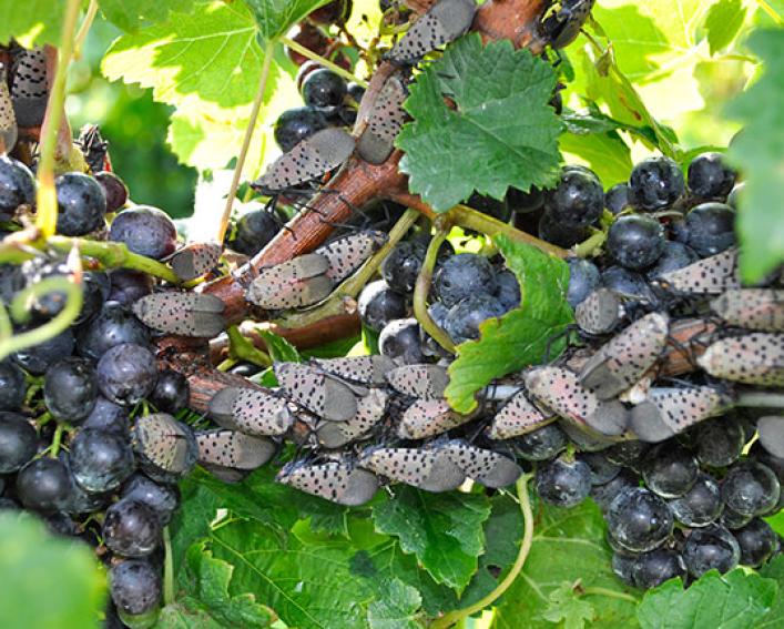adult spotted lanternflies feeding on grapes