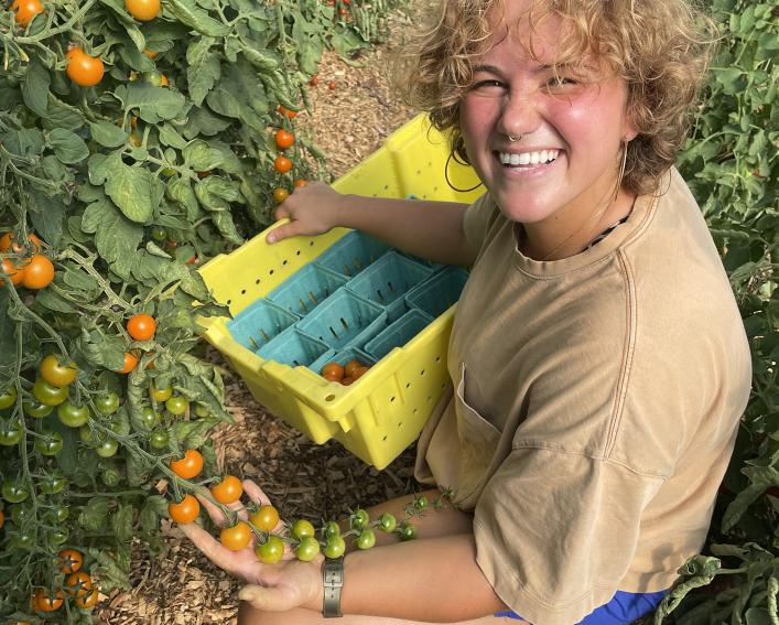 Person with a broad simle harvesting cherry tomatoes