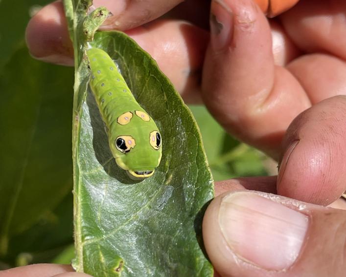 Caterpillar on a leaf