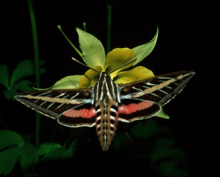 A Hawkmoth lands on a plant.