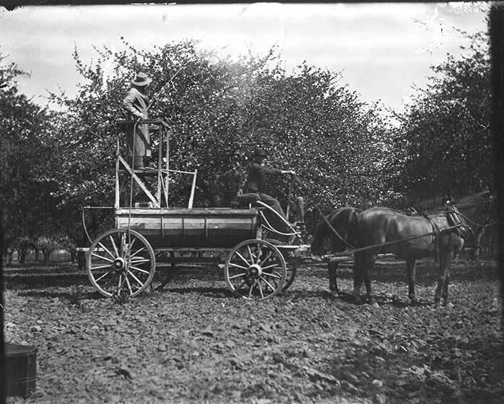 Men on a wagon drawn by horses are taking care of trees