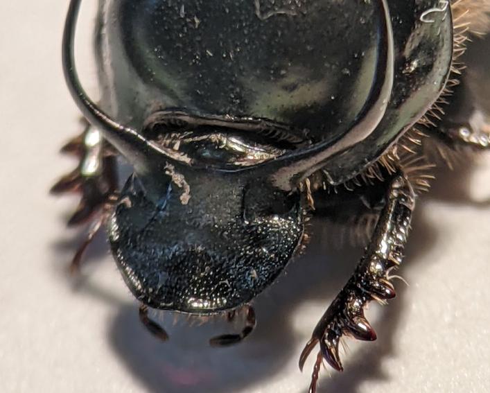 dung beetle