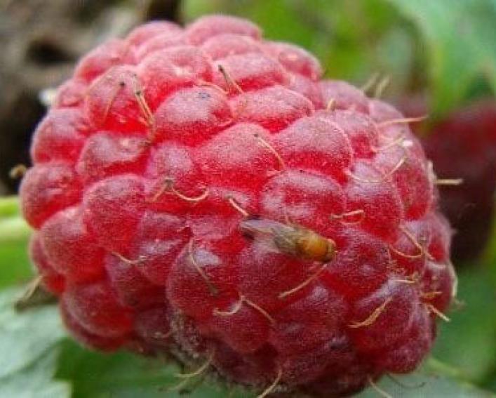 fruit fly on a red raspberry