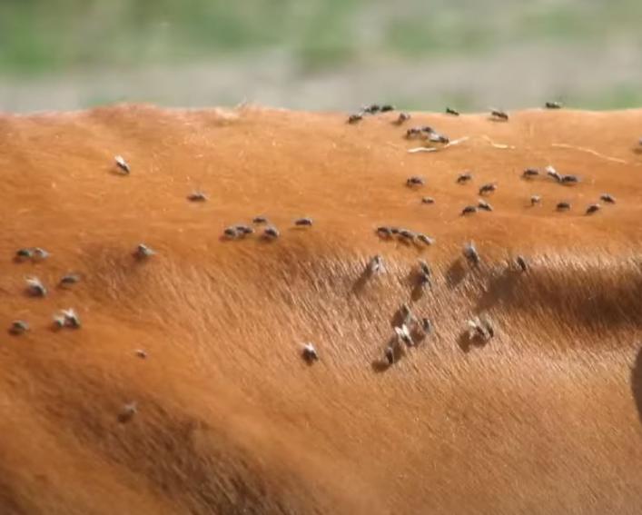 horn flies on a cows back